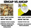 sincap vs ancap