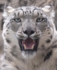 snow leopard / #2156619