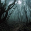 korku filmlerindeki ormanı görüp huylanmayan tip