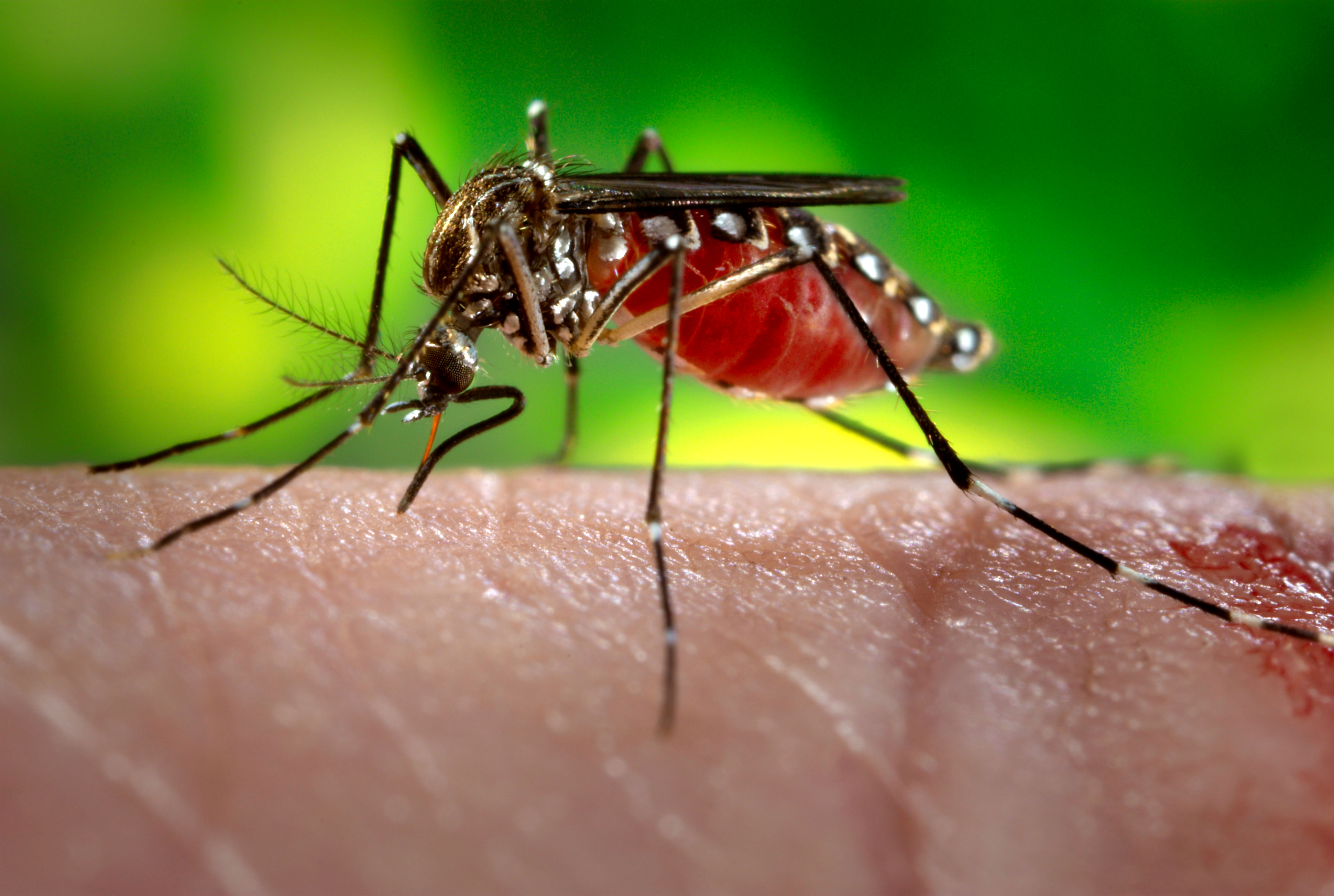 Возбудитель передается через укусы насекомых. Малярийный Москит. Комар Денге. Лихорадка Денге комар.