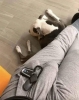sözlük yazarlarının köpekleri / #2108911
