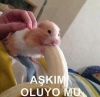 türk kızlarının oral seksi bilmemesi / #1443459