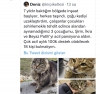 kedi çocuklarım için çok acil 100 tl arıyorum / #2223889