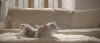 kedi ve köpeklerin olmadığı sokaklar istiyoruz / #1441466