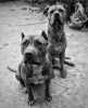 sözlük yazarlarının köpekleri / #2104159