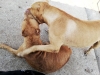 sözlük yazarlarının köpekleri / #2112812