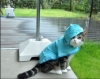 famous blue raincoat / #1497421