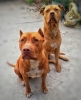 sokak köpeği saldırınca yapılabilecekler / #2192674
