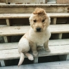 kafasının tam ortasında tek bir kulağı olan köpek / #1993184