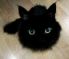 siyah kedileri dışlayıp diğerlerini sevmek