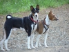 basenji