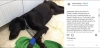 karaköy de köpeğin makatına silikon sıkılması / #1632616