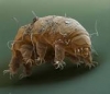 tardigrade / #1426032