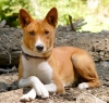 basenji