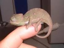 sözlük yazarlarının evcil hayvanları