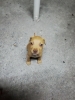 yavru köpek bakışı / #1734821