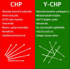 y chp vs chp