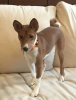 basenji