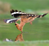 ibibik kuşu