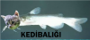 kedi balığı / #2326373