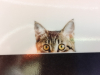 kedi