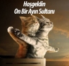 mart ayı kedi ayıdır / #1644041