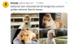 kafasının tam ortasında tek bir kulağı olan köpek / #1993187