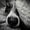 köpek / #1050841