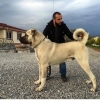 kurdish kangal dog