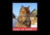 kedi