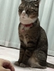 kedi